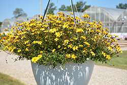 Beedance Red Stripe Bidens (Bidens 'Beedance Red Stripe') at Lakeshore Garden Centres