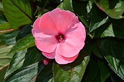 Painted Select Light Rose New Guinea Impatiens (Impatiens hawkeri 'Paradise Select Light Rose') at Lakeshore Garden Centres