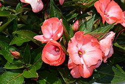 Painted Select Antilla New Guinea Impatiens (Impatiens hawkeri 'Paradise Select Antilla') at Lakeshore Garden Centres