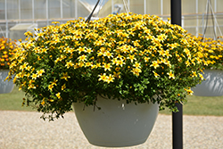 Beedance Yellow Bidens (Bidens 'Beedance Yellow') at Lakeshore Garden Centres