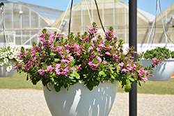 Surdiva Fashion Pink Fan Flower (Scaevola aemula 'Surdiva Fashion Pink') at Lakeshore Garden Centres