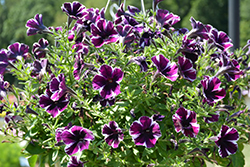 Sweetunia Miss Marvel Petunia (Petunia 'Sweetunia Miss Marvel') at Lakeshore Garden Centres