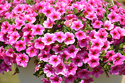 Volcano Pink Calibrachoa (Calibrachoa 'Volcano Pink') at Lakeshore Garden Centres
