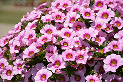 Bloomtastic Rose Quartz Calibrachoa (Calibrachoa 'Bloomtastic Rose Quartz') at Lakeshore Garden Centres