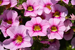 Bloomtastic Rose Quartz Calibrachoa (Calibrachoa 'Bloomtastic Rose Quartz') at Lakeshore Garden Centres