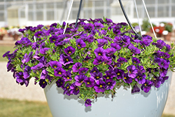 Aloha Nani Midnight Blue Calibrachoa (Calibrachoa 'Aloha Nani Midnight Blue') at Lakeshore Garden Centres