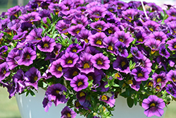 Hula Aubergine Calibrachoa (Calibrachoa 'Hula Aubergine') at Lakeshore Garden Centres
