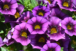 Hula Aubergine Calibrachoa (Calibrachoa 'Hula Aubergine') at Lakeshore Garden Centres