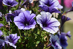 Fortunia Early Electric Blue Petunia (Petunia 'Fortunia Early Electric Blue') at Lakeshore Garden Centres