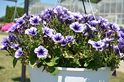 Fortunia Early Electric Blue Petunia (Petunia 'Fortunia Early Electric Blue') at Lakeshore Garden Centres