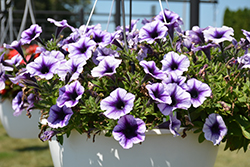 Potunia Plus Denim Petunia (Petunia 'Potunia Plus Denim') at Lakeshore Garden Centres