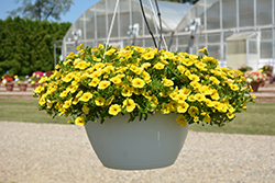 Aloha Nani Golden Girl Calibrachoa (Calibrachoa 'Aloha Nani Golden Girl') at Lakeshore Garden Centres