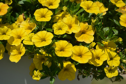 Aloha Nani Golden Girl Calibrachoa (Calibrachoa 'Aloha Nani Golden Girl') at Lakeshore Garden Centres