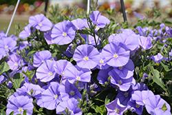 Manati Deep Blue Ground Morning Glory (Convolvulus sabatius 'Manati Deep Blue') at Lakeshore Garden Centres