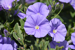 Manati Deep Blue Ground Morning Glory (Convolvulus sabatius 'Manati Deep Blue') at Lakeshore Garden Centres