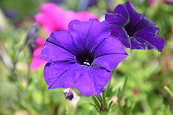 Success! Blue Petunia (Petunia 'Success! Blue') at Lakeshore Garden Centres