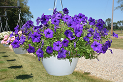 Main Stage Violet Petunia (Petunia 'KLEPH17300') at Lakeshore Garden Centres