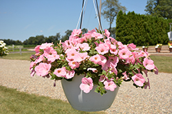 Main Stage Pink Petunia (Petunia 'KLEPH11202') at Lakeshore Garden Centres