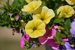 Cabaret Lemon Calibrachoa (Calibrachoa 'Cabaret Lemon') at Lakeshore Garden Centres