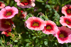 MiniFamous Neo Pink Strike Calibrachoa (Calibrachoa 'MiniFamous Neo Pink Strike') at Lakeshore Garden Centres