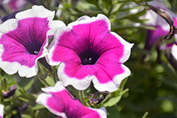 Main Stage Violet Picotee Petunia (Petunia 'KLEPH17300') at Lakeshore Garden Centres