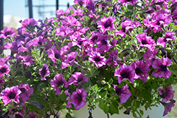 Main Stage Blueberry Petunia (Petunia 'KLEPH14273') at Lakeshore Garden Centres