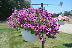 Main Stage Blueberry Petunia (Petunia 'KLEPH14273') at Lakeshore Garden Centres