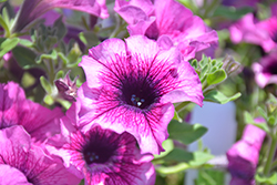 Main Stage Blueberry Petunia (Petunia 'KLEPH14273') at Lakeshore Garden Centres