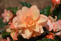 Fragrant Falls Peach Begonia (Begonia 'Fragrant Falls Peach') at Lakeshore Garden Centres