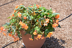 Illumination Apricot Shades Begonia (Begonia 'Illumination Apricot Shades') at Lakeshore Garden Centres