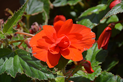 Illumination Orange Begonia (Begonia 'Illumination Orange') at Lakeshore Garden Centres