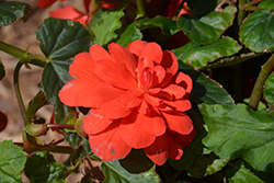 Illumination Rose Begonia (Begonia 'Illumination Rose') at A Very Successful Garden Center