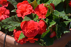 Nonstop Deep Rose Begonia (Begonia 'Nonstop Deep Rose') at Lakeshore Garden Centres