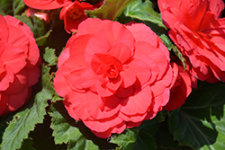 Nonstop Deep Rose Begonia (Begonia 'Nonstop Deep Rose') at A Very Successful Garden Center