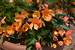 Unbelievable Lucky Strike Begonia (Begonia 'Unbelievable Lucky Strike') at Lakeshore Garden Centres