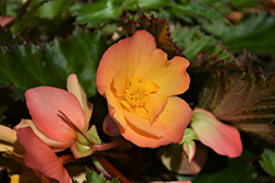 Unbelievable Lucky Strike Begonia (Begonia 'Unbelievable Lucky Strike') at Lakeshore Garden Centres
