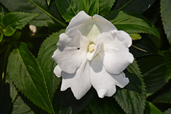 Wild Romance White New Guinea Impatiens (Impatiens 'Wild Romance White') at Lakeshore Garden Centres