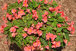 RiseUp Bull's Eye Begonia (Begonia 'Wesberibuey') at Lakeshore Garden Centres