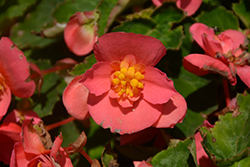 RiseUp Bull's Eye Begonia (Begonia 'Wesberibuey') at Lakeshore Garden Centres