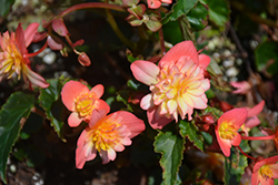 RiseUp Coral Reef Begonia (Begonia 'Wesbericore') at Lakeshore Garden Centres