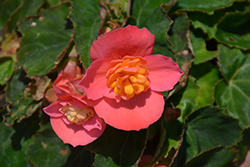 RiseUp Flamingo Dream Begonia (Begonia 'Wesberifladre') at Lakeshore Garden Centres