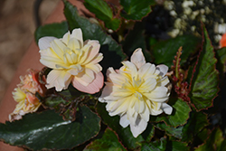 RiseUp Sansibel Peach Begonia (Begonia 'Wesberisape') at Lakeshore Garden Centres