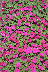 Xtreme Violet Impatiens (Impatiens 'Xtreme Violet') at Lakeshore Garden Centres