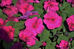 Xtreme Violet Impatiens (Impatiens 'Xtreme Violet') at Lakeshore Garden Centres
