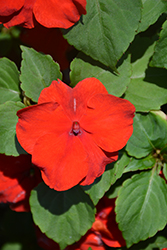 Xtreme Red Impatiens (Impatiens 'Xtreme Red') at Lakeshore Garden Centres