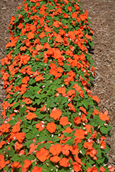 Xtreme Orange Impatiens (Impatiens 'Xtreme Orange') at Lakeshore Garden Centres