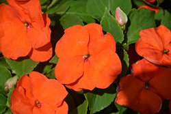 Xtreme Orange Impatiens (Impatiens 'Xtreme Orange') at Lakeshore Garden Centres