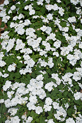 Accent Premium White Impatiens (Impatiens walleriana 'Accent Premium White') at Lakeshore Garden Centres