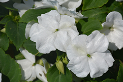 Accent Premium White Impatiens (Impatiens walleriana 'Accent Premium White') at Lakeshore Garden Centres