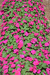Accent Premium Violet Impatiens (Impatiens walleriana 'Accent Premium Violet') at Lakeshore Garden Centres